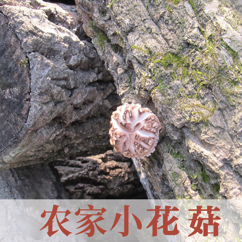 花菇神农架野外生长花菇250g
