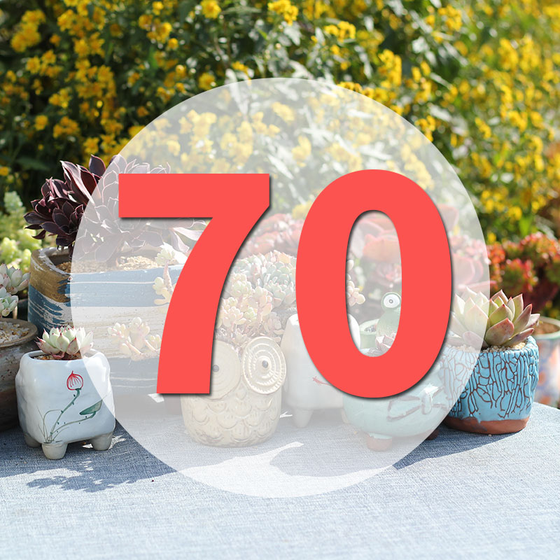 直播专用链70号