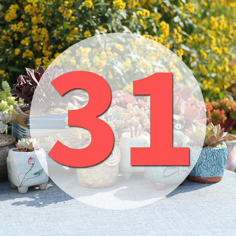 直播专用链接31号