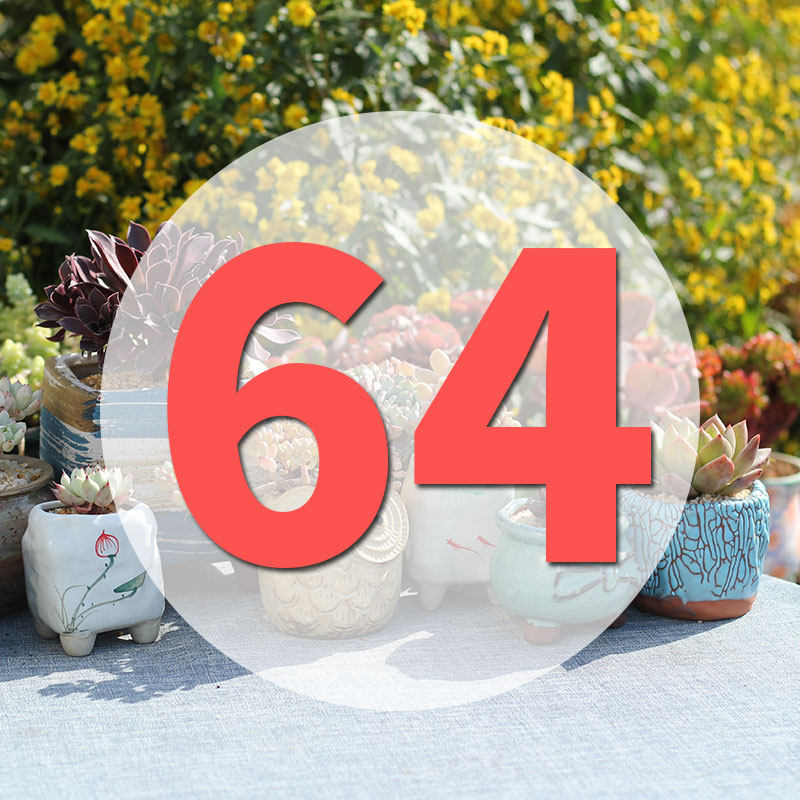 直播专用链64号,鲜花速递/花卉仿真/绿植园艺,花盆,淘宝优惠券,粉丝福利购,淘宝优惠卷