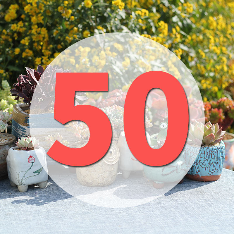 直播专用链50号,鲜花速递/花卉仿真/绿植园艺,花盆,淘宝优惠券,粉丝福利购,淘宝优惠卷