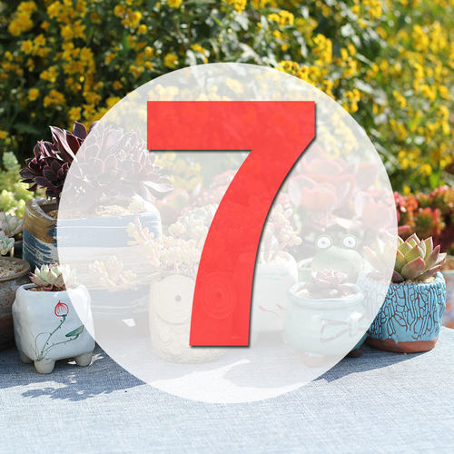 直播阳台美观多肉植物