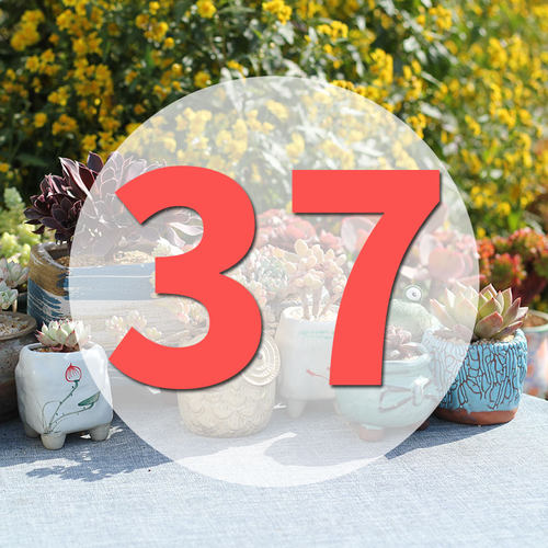 直播阳台美观多肉植物