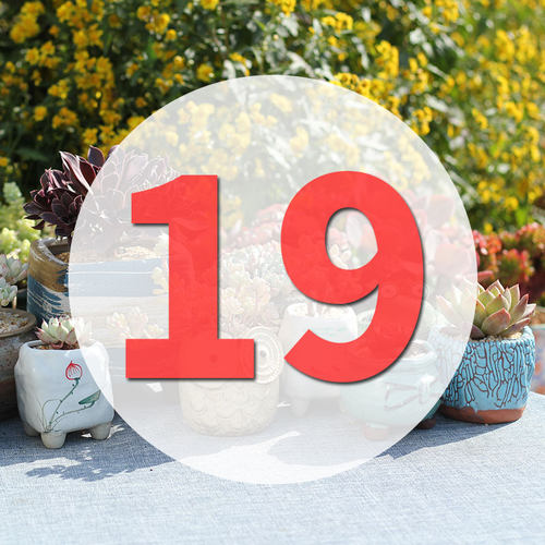 直播阳台美观多肉植物