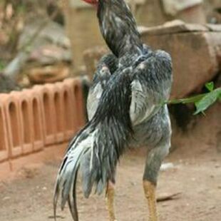 马年特供斗鸡鸡种蛋5枚 受精蛋 高孵化率 包教养殖 庭院经济