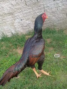 10枚鹰嘴斗鸡缅甸斗蛋鸡受精蛋种蛋受精蛋包邮