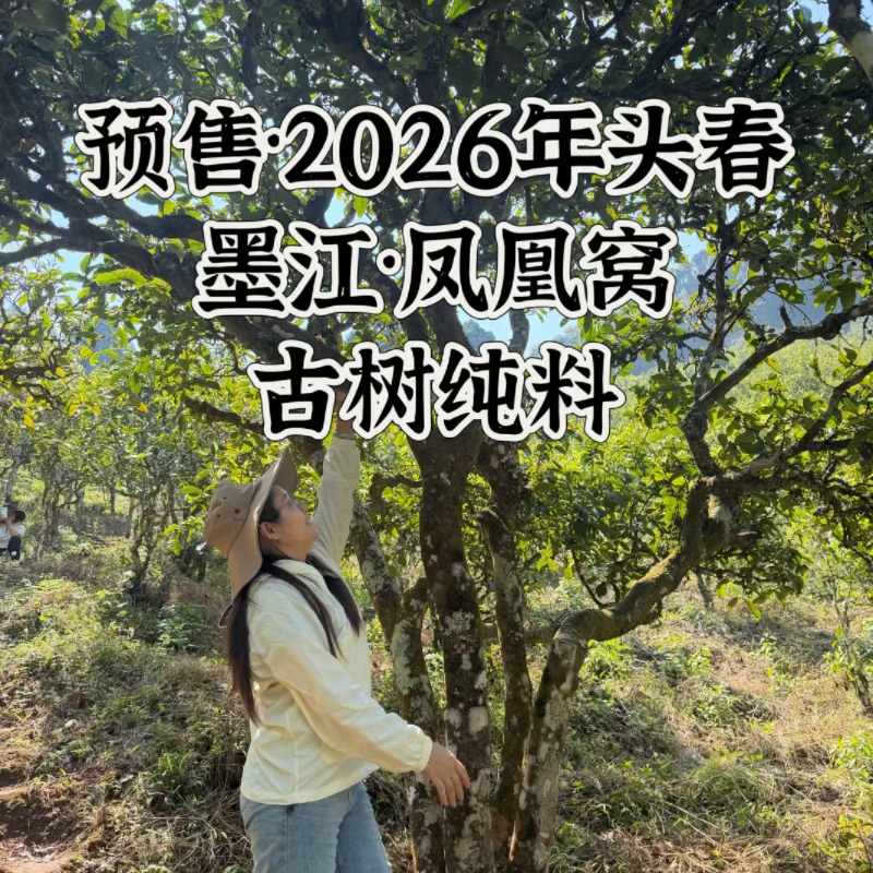 2026年头春墨江凤凰窝古树纯料