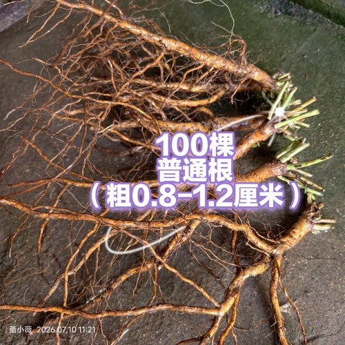 蔷小薇日本白花无刺蔷薇实生根普通根标准根嫁接月季玫瑰砧木苗圃
