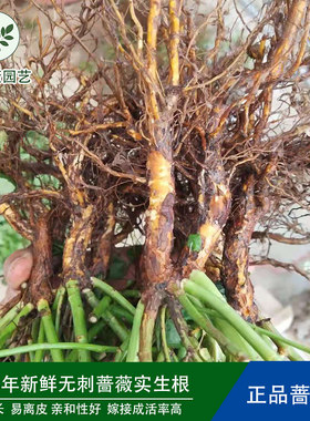 蔷小薇无刺蔷薇实生根