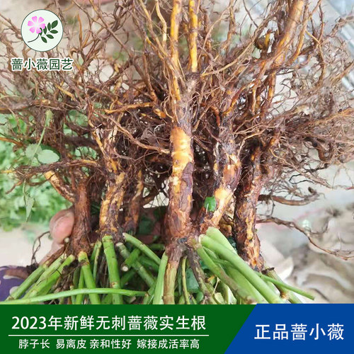 蔷小薇无刺蔷薇实生根