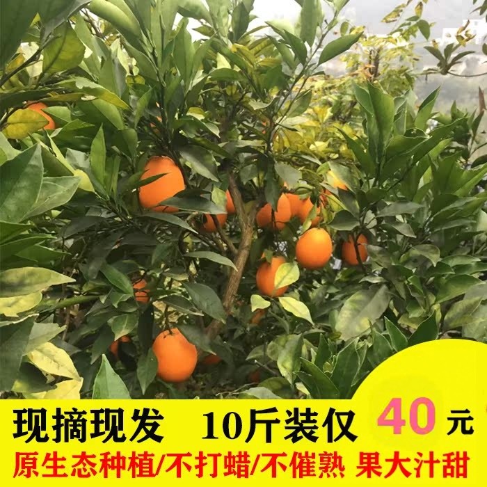 正宗秭归优质长虹脐橙果大肉厚汁甜绿色原生态产地直发包邮助农,水产肉类/新鲜蔬果/熟食,橙,淘宝优惠券,粉丝福利购,淘宝优惠卷