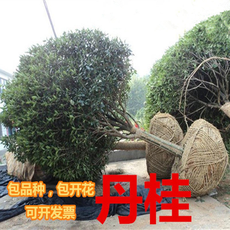 桂花树苗黄花金桂红花丹桂状元红朱砂血桂四季桂庭院大型绿植桂花