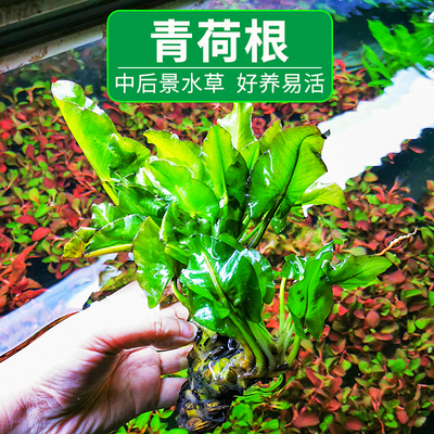 红河睡莲科水草草缸布景南美