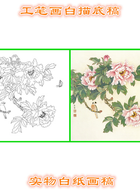 11B19高清大图工笔作业国画牡丹条幅白描线描实物打印稿斗方小品