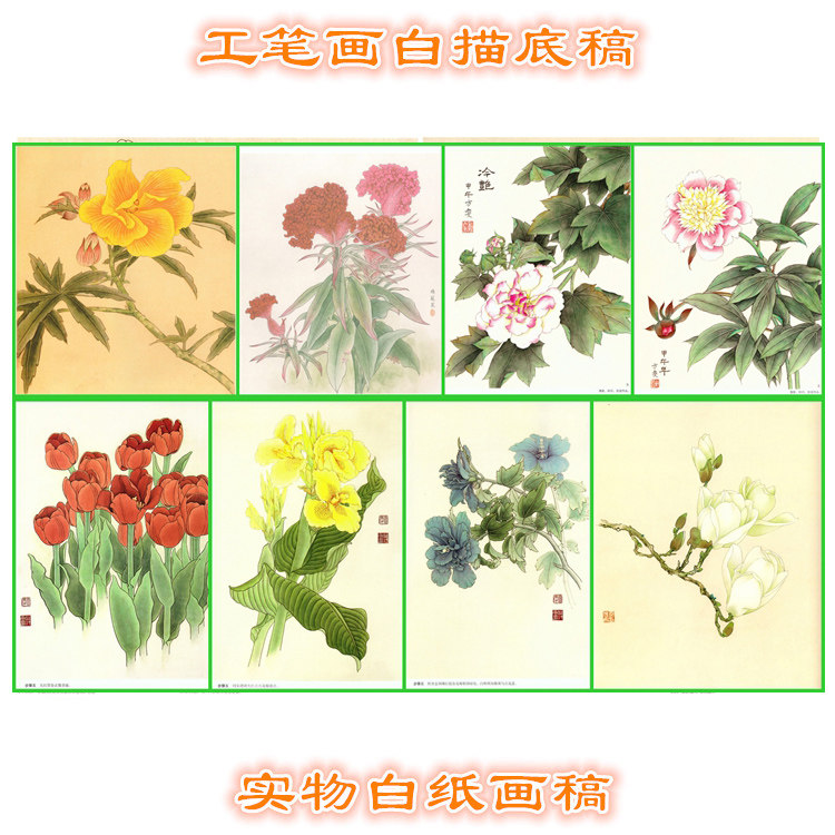 13秋葵玉兰木槿美人蕉郁金香芍药芙蓉鸡冠花卉工笔画底稿步骤图