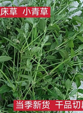正品小青草新货正品爵床草 六角英 孩儿草 中药材热卖真货好货