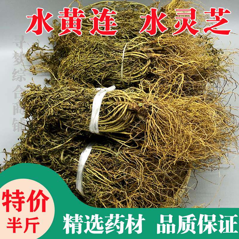 【现货现发】野生水黄连水灵芝草中药材水黄莲草青鱼胆草名贵药材