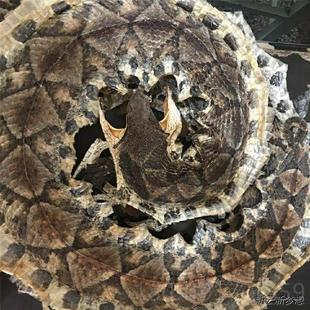 养殖正品蕲蛇五步蛇干八步蛇百步蛇干泡酒料 整只棋盘蛇50克包CRV