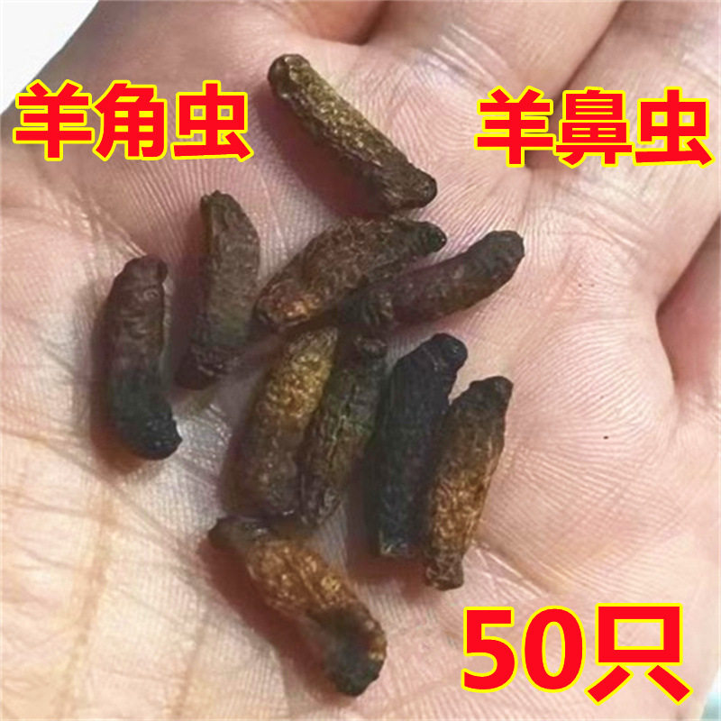 50只羊角虫 羊鼻虫 羊虫子羊鼻涕虫10只羊角虫干保证正品假一赔十