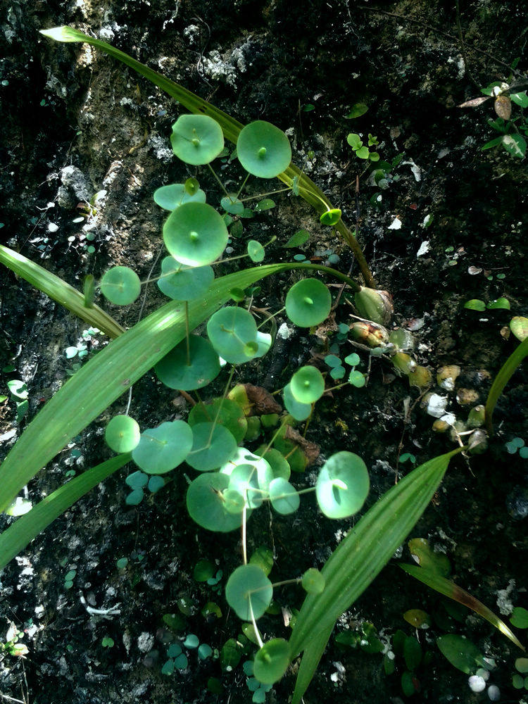 穿心草 办公桌花卉盆栽喜阴植物 南美水陆生态缸热带雨林造景素材