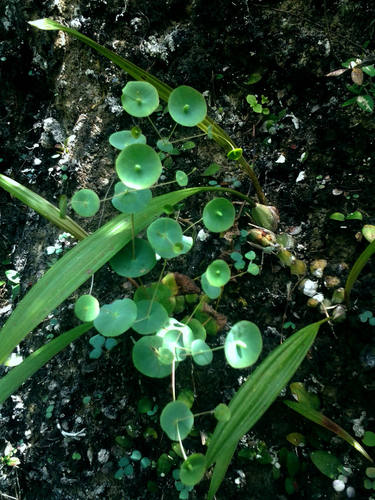 热带植物素材素材模板 热带植物素材图片下载 小麦优选