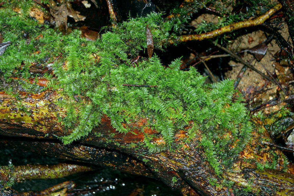 大羽藓 鲜活苔藓 微景观生态缸水陆缸吸水石热带雨林造景植物绿植