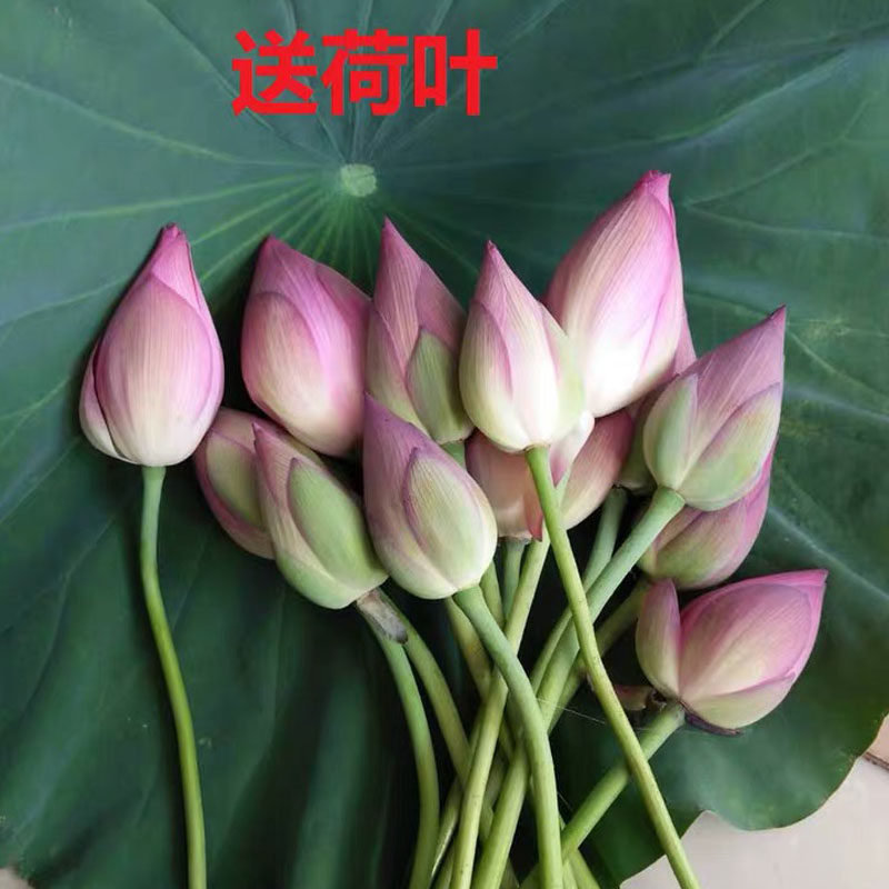 新鲜重瓣荷花莲花真鲜花观赏骨朵供佛花蕾10朵花苞插花现摘现发