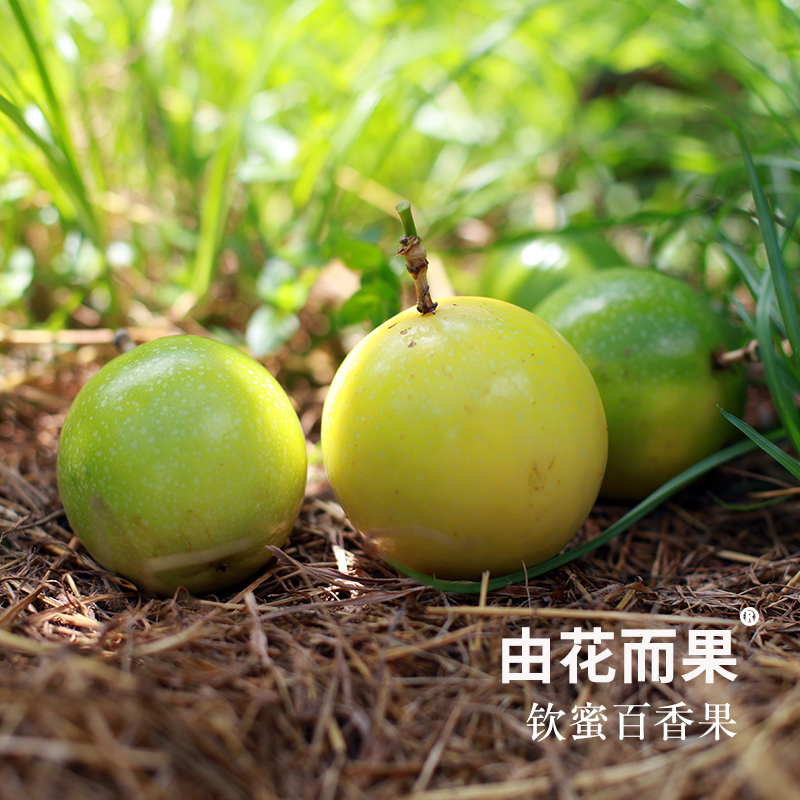 甜甜果汁香味 钦蜜9号百香果@由花而果 现摘一周排发