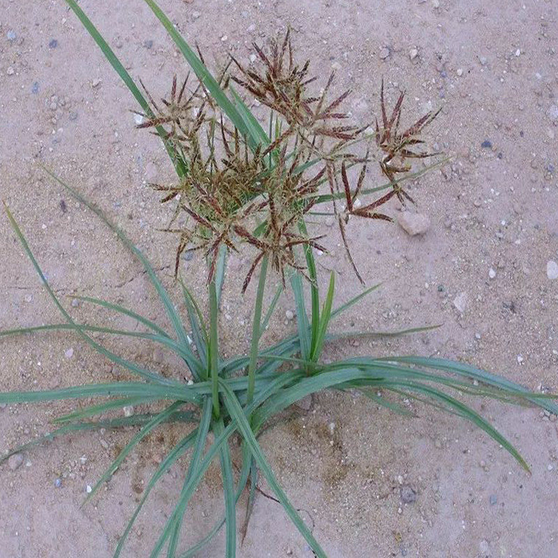 现挖新鲜香附子 全草带花草籽香头草雀头香雷公头 生香附子可种植