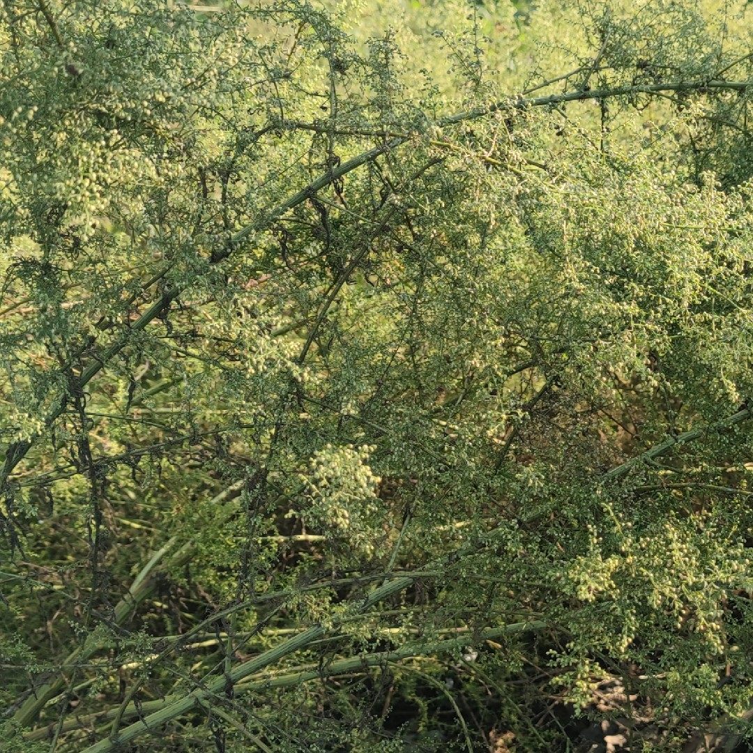 野生新鲜臭蒿籽可种植香蒿种子香蒿花白蒿青蒿茵陈根白毛蒿黄花蒿