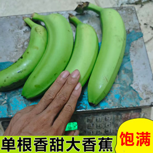 单根香甜大香蕉广东高州本地遁地雷香蕉甜糯有机肥青香蕉天然自种