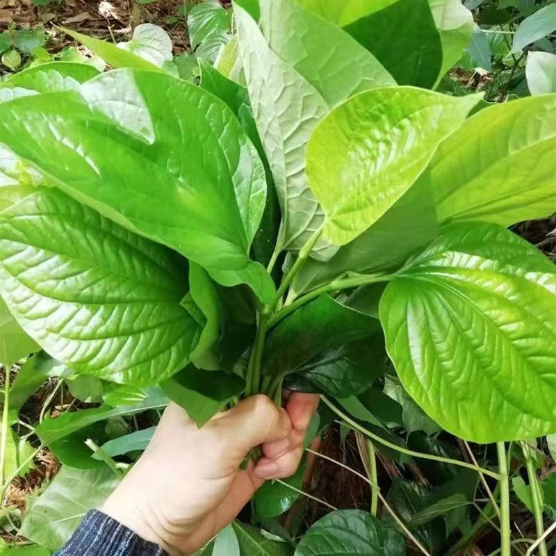 急捞叶蛤蒌叶食用野菜