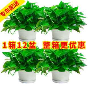 绿萝吊兰绿箩植物室内吸甲醛净化空气小盆栽绿植桌面花办公室喜阴