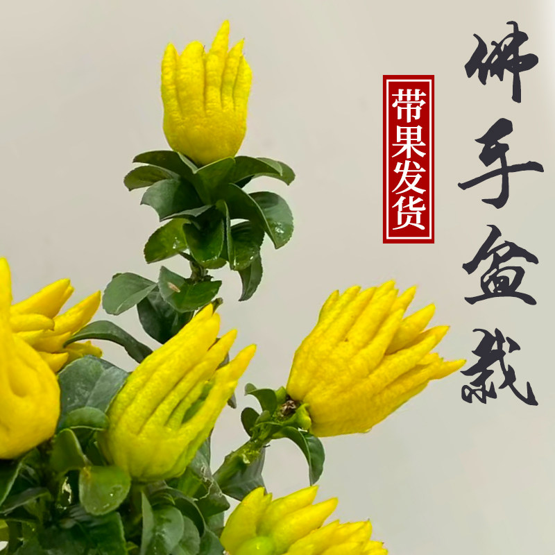 佛手盆栽佛手柑客厅阳台室内室外盆景绿植带果发货佛手瓜观果植物