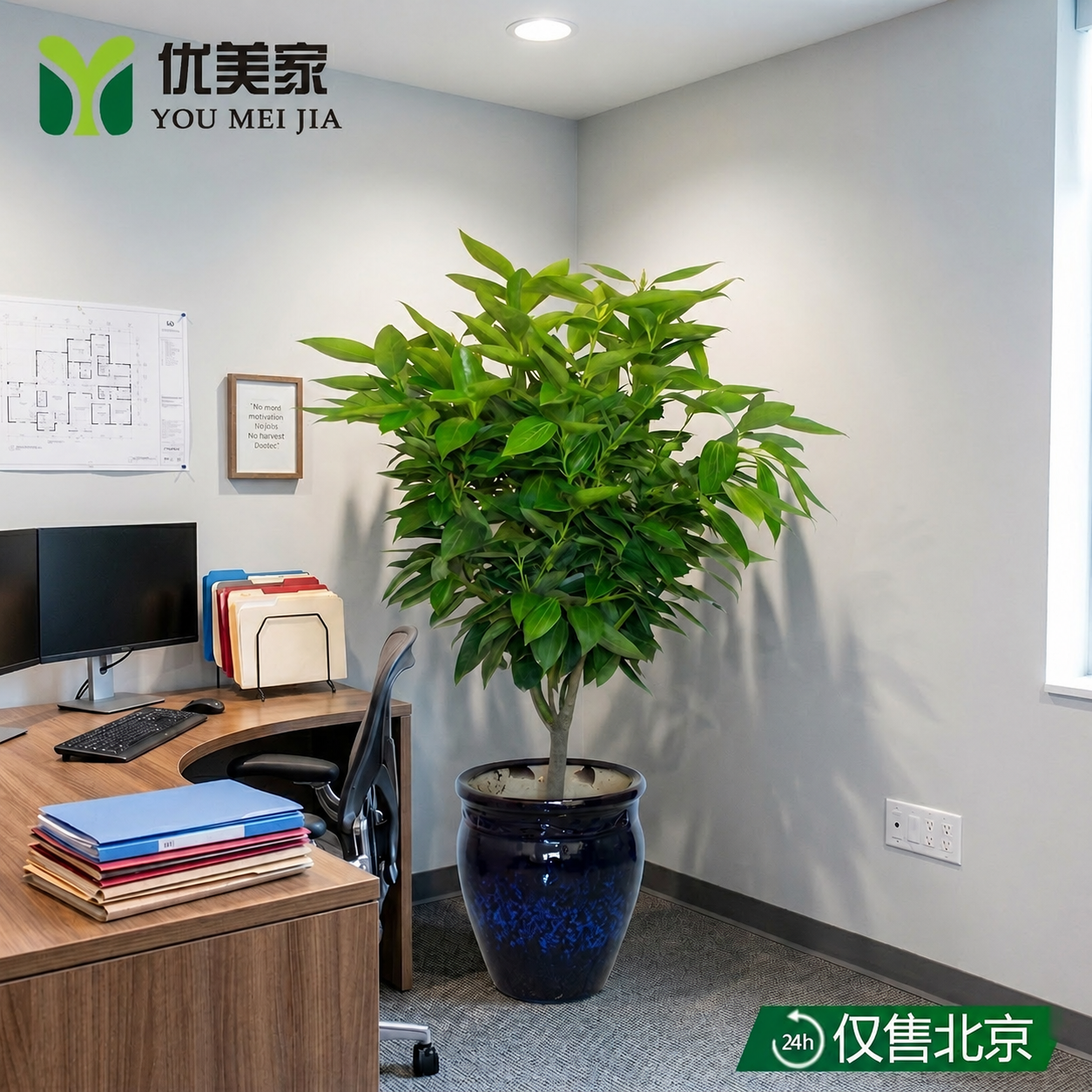 大型平安树复古风元宝树盆栽花卉绿植盆景阳台室内开业乔迁礼品