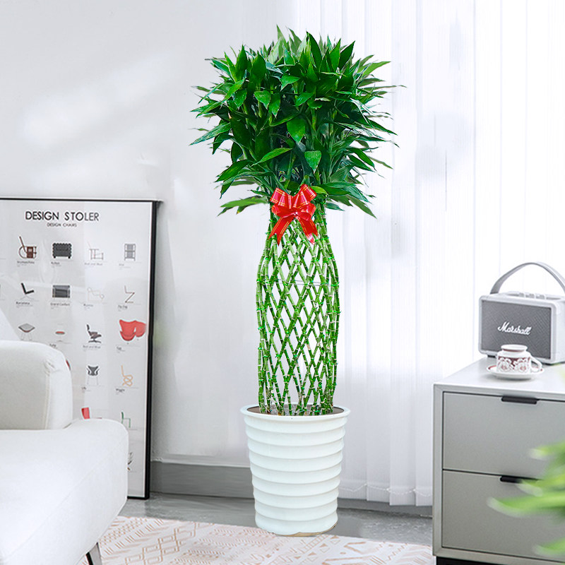 大型好养富贵竹笼盆栽喜阴招财书房前台绿植办公室内客厅净化空气