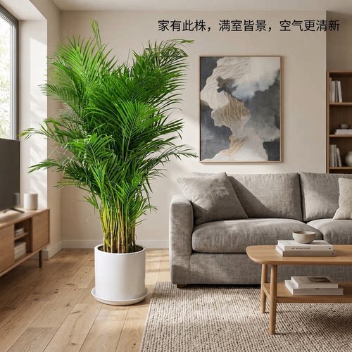 凤尾葵前台大型植物电视柜