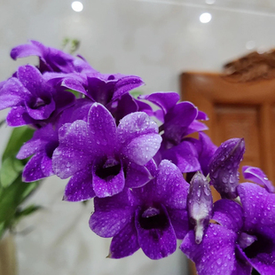 香水石斛兰盆栽带花苞植物办公室内客厅阳台庭院花带香味绿植开花