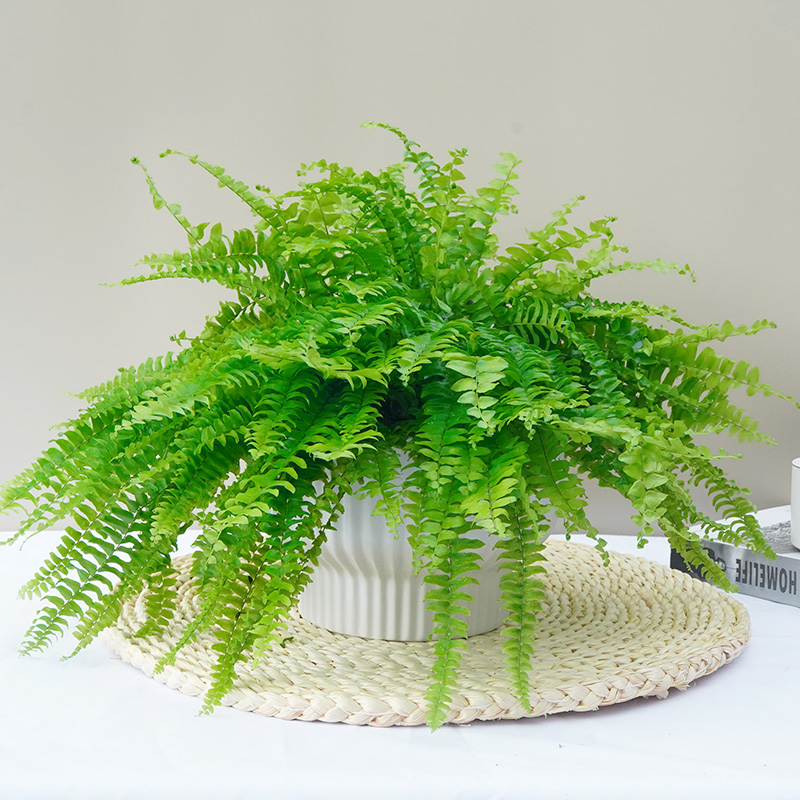 波斯顿蕨好养植物喜阴盆栽卫生间厨房植物吸甲醛加湿净化空气绿植