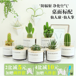 多肉植物仙人掌类盆栽开花仙人球小盆景万重山玉露桌面防辐射花卉