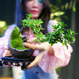 禅意/意境飘枝金边六月雪盆栽植物室内盆景办公室内桌面净化空气