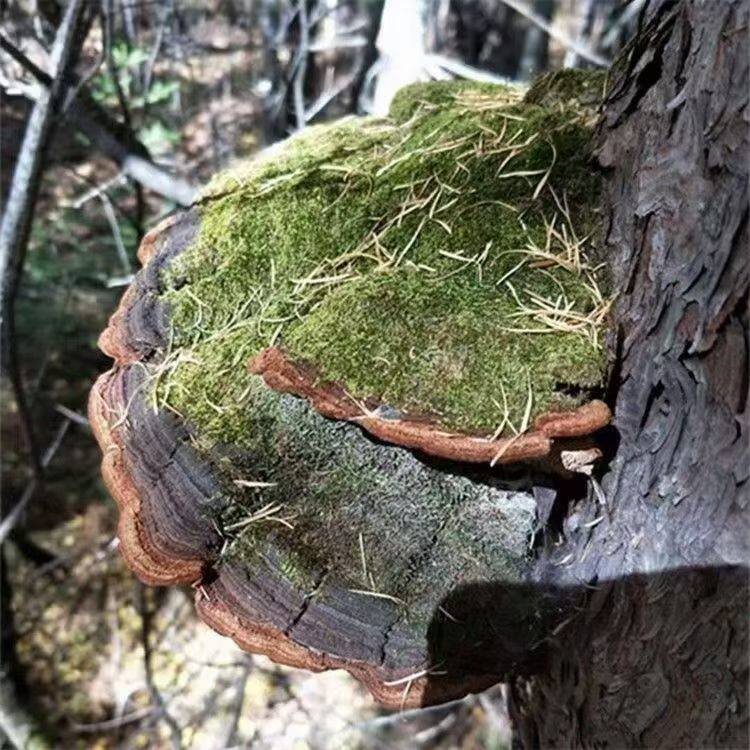 粤北山上野生桑黄灵芝精选大个500克煲汤泡茶喝可切片