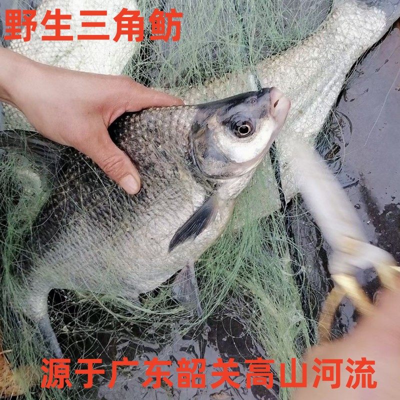 野的生三角鲂鲜活现捕现杀新鲜