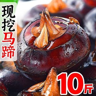 顺丰乐昌北乡马蹄王5斤带泥荸荠新鲜现挖荸荠当季水果打火锅泡茶