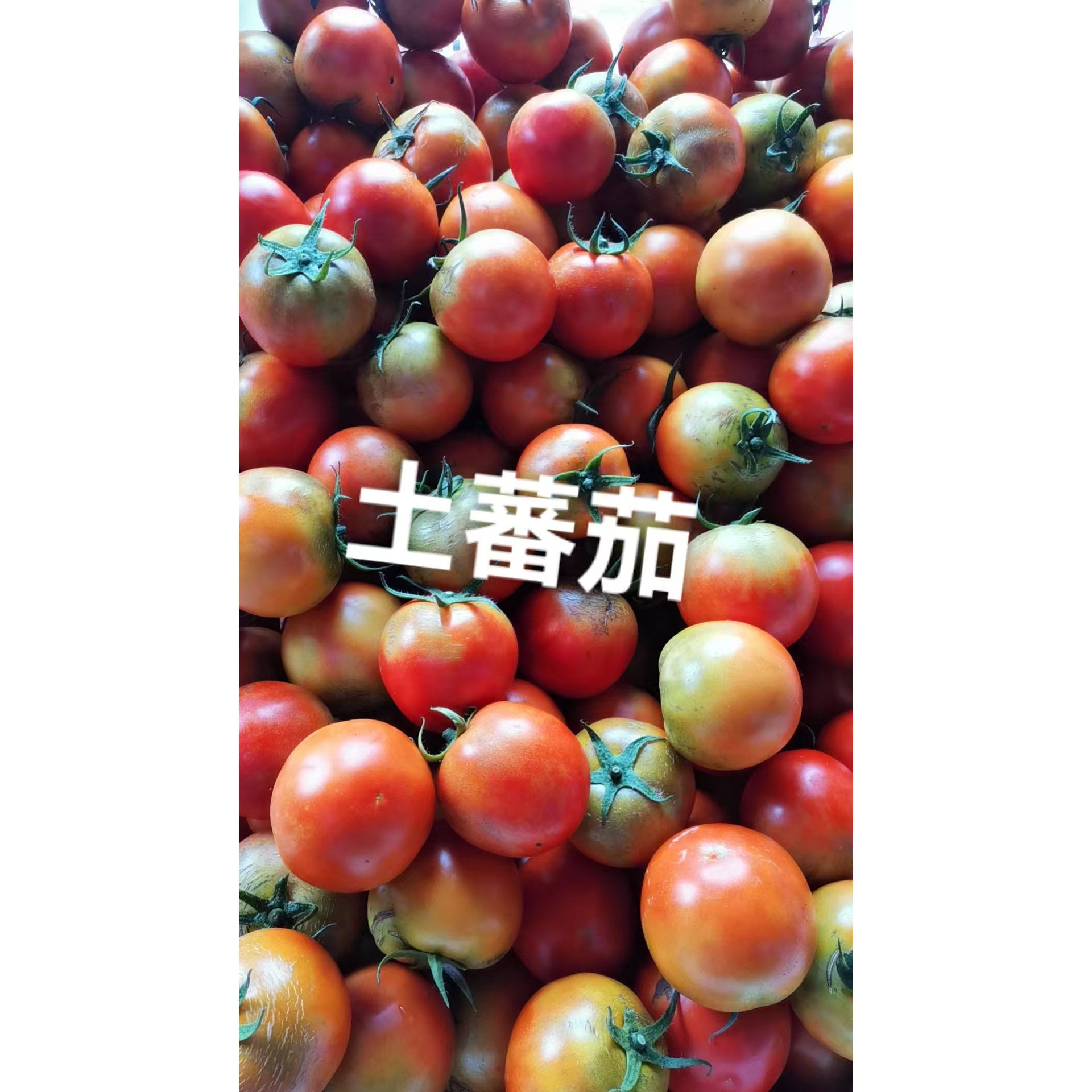 顺丰新鲜蔬菜应季蔬菜10斤混合莴笋包菜黄叶白胡萝现摘现发韶关