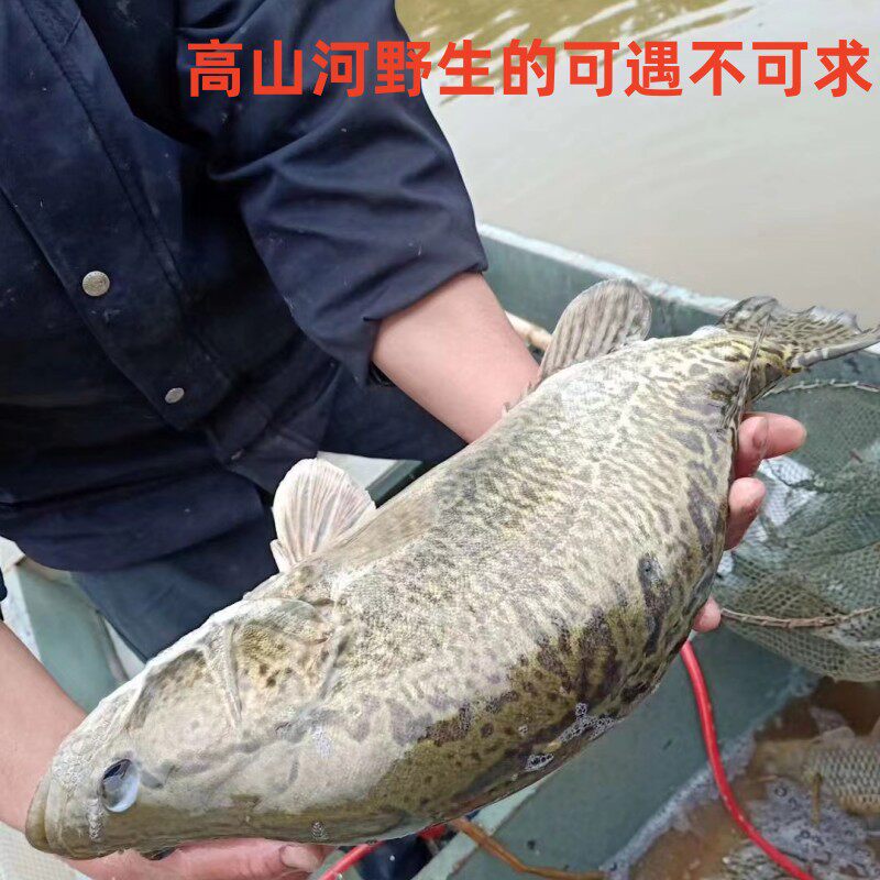 顺丰新鲜鳜鱼韶关高山河野的生桂花鱼鲜活现捕现杀约1000g