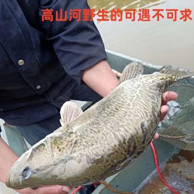 顺丰新鲜鳜鱼韶关高山河野的生桂花鱼鲜活现捕现杀约1000g