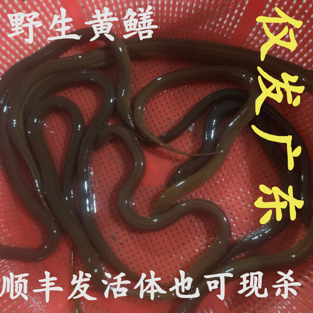 顺丰包邮野黄鳝鲜活2斤现杀粤北高山田里放笼子广东省内可发活体