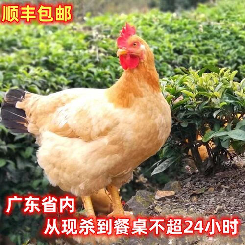 新鲜现杀整鸡小种鸡月仔鸡带内脏