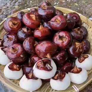 顺丰韶关特产新鲜马蹄免洗不带泥荸荠特大果5斤地栗地力马蹄水果